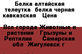 Белка алтайская телеутка, белка черная кавказская › Цена ­ 5 000 - Все города Животные и растения » Грызуны и Рептилии   . Самарская обл.,Жигулевск г.